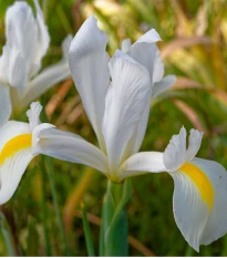 Kosatec holandský White Excelsior - Iris hollandica - cibuľky kosatca - 3 ks