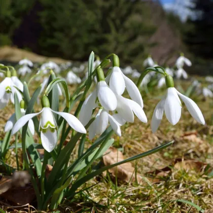 Snežienka jarná - Galanthus nivalis - cibuľoviny - 3 ks