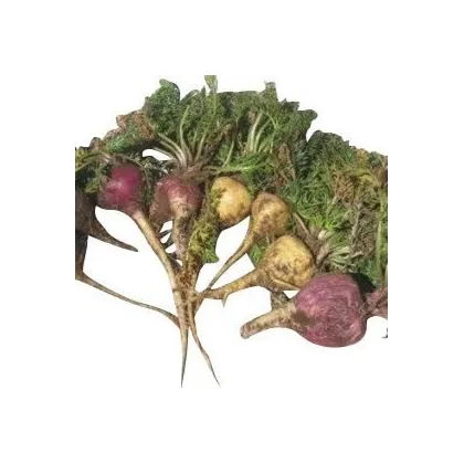 Ženšen peruánsky fialový - Lila Maca - Lepidium - semená - 5 ks