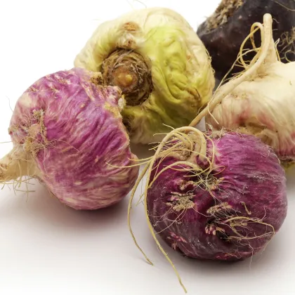 Ženšen peruánsky fialový - Lila Maca - Lepidium - semená - 5 ks