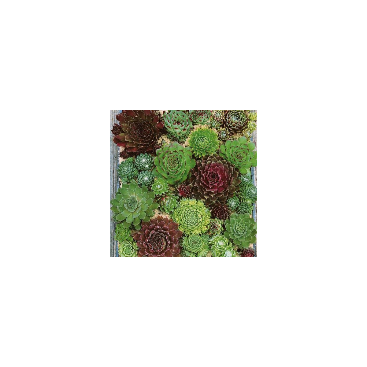 Skalnica - Skalné ruže zmes - Sempervivum hybridum - semená skalnice - 30 ks