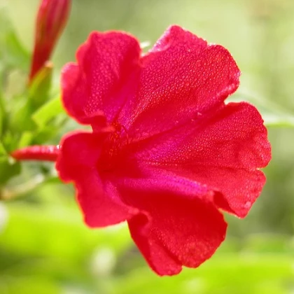 Nocovka jalapovitá - červená - Mirabilis Jalapa - predaj semien - 1 g