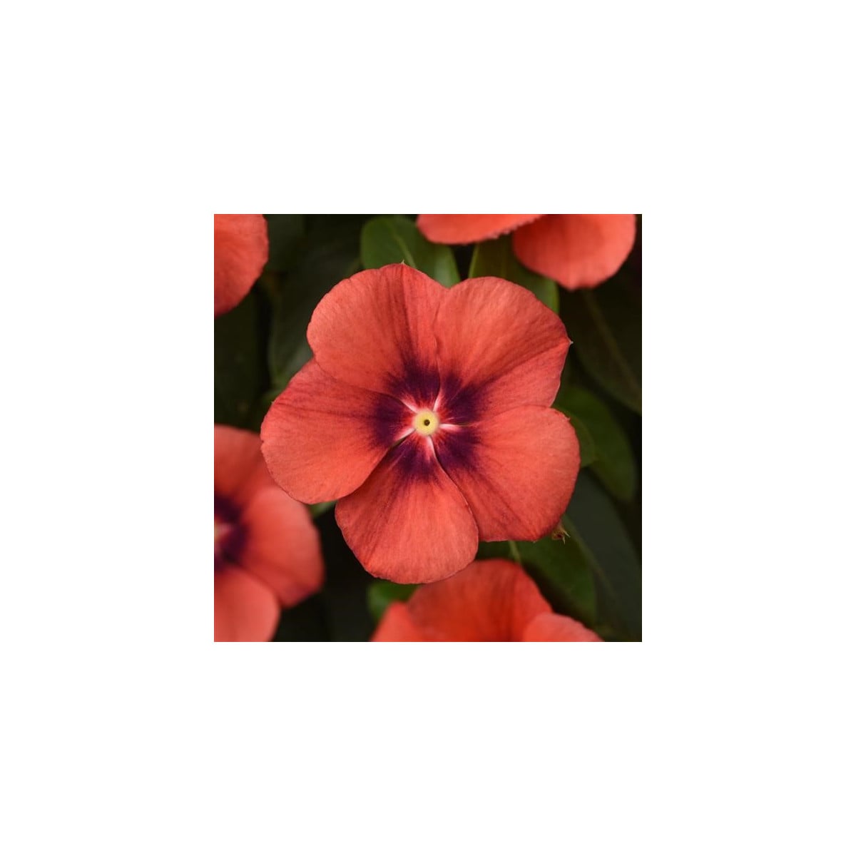 Katarant Tatoo Tangerine - Catharanthus roseus - semená katarantu - 30 ks