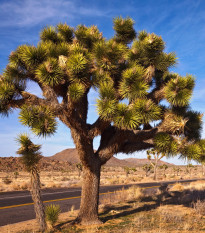 Juka krátkolistá - Yucca brevifolia - Joshua tree - semená - 20 ks