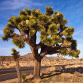 Juka krátkolistá - Yucca brevifolia - Joshua tree - semená - 20 ks