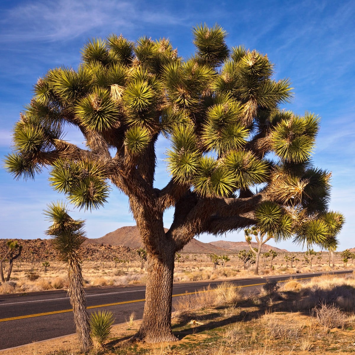 Juka krátkolistá - Yucca brevifolia - Joshua tree - semená - 20 ks
