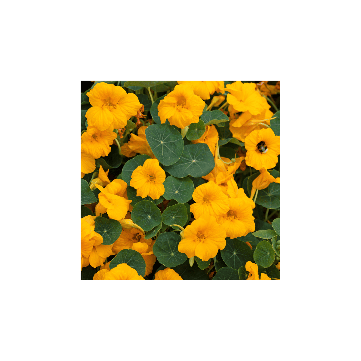 Kapucínka nízka Baby Gold - Kapucínka - Tropaeolum mínus - semená kapucínky - 8 ks