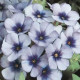 Plamienka Dolly F1 Sky Blue - Phlox drummondii - semená plamienky - 50 ks