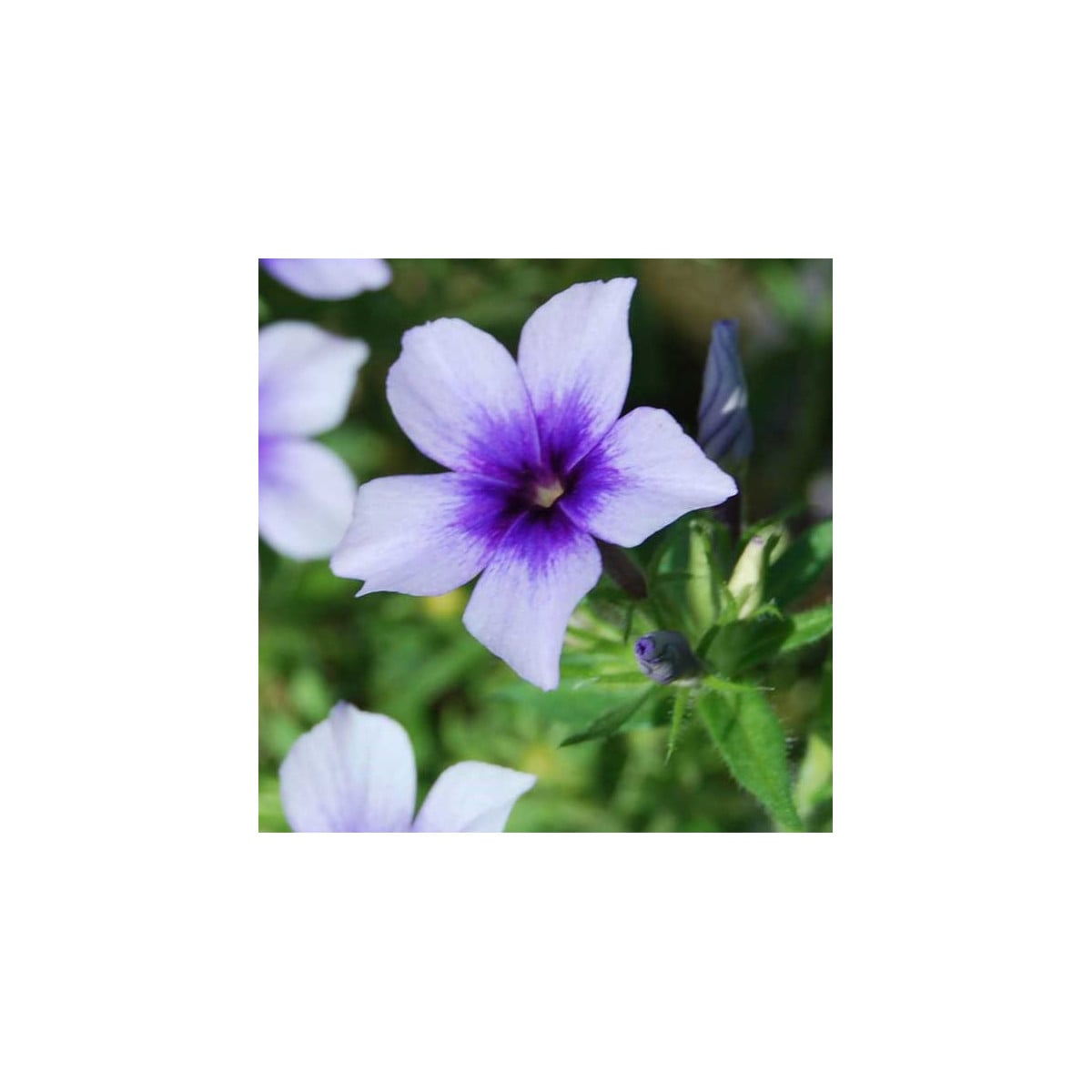 Plamienka Dolly F1 Sky Blue - Phlox drummondii - semená plamienky - 50 ks