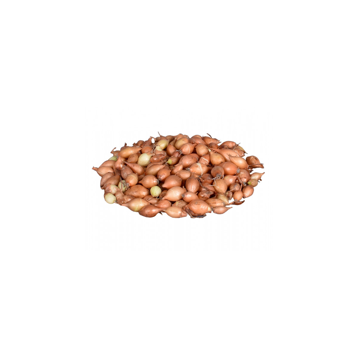 Cibuľa sadzačka žltá Hercules jarná - Allium cepa - cibuľky - 500 g