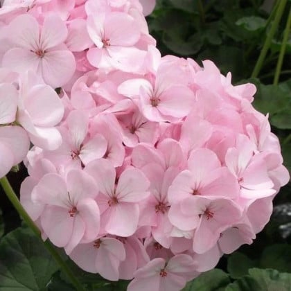 Muškát páskatý Jarka F1 - Pelargonium zonale - semená muškátu - 6 ks