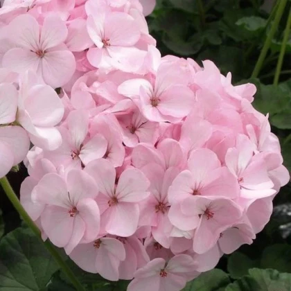 Muškát páskatý Jarka F1 - Pelargonium zonale - semená muškátu - 6 ks