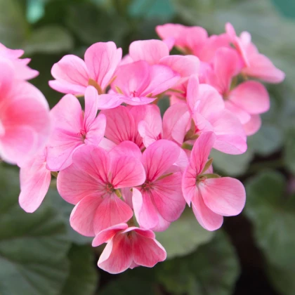 Muškát páskatý Jarka F1 - Pelargonium zonale - semená muškátu - 6 ks