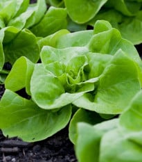 Šalát Analena - výsevný pásik - 1 ks