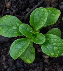 Šalát Miro - výsevný pásik - 1 ks