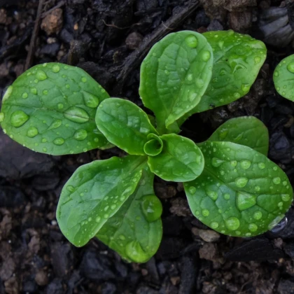 Šalát Miro - výsevný pásik - 1 ks