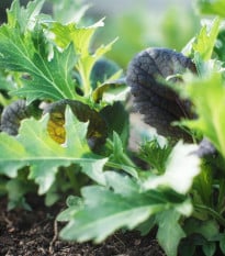 Mix ázijských šalátov - výsevný pásik - 1 ks