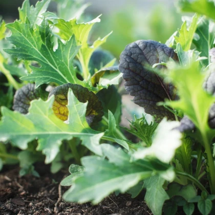 Mix ázijských šalátov - výsevný pásik - 1 ks