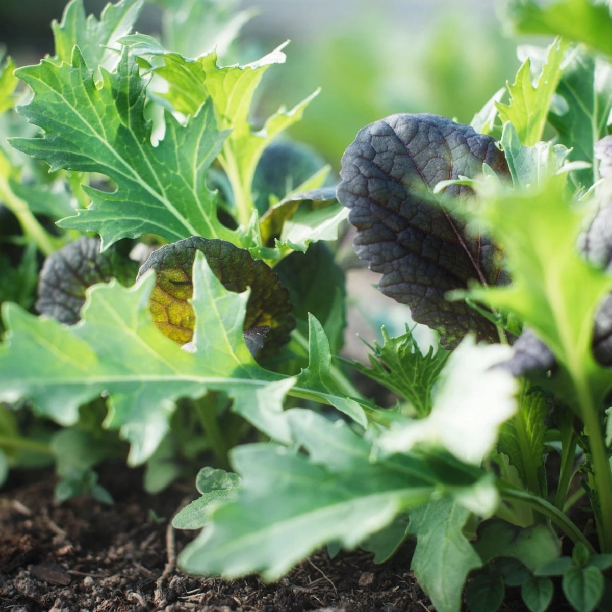 Mix ázijských šalátov - výsevný pásik - 1 ks