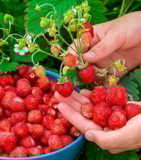 Lesné jahody Mignonette - Fragaria vesca - semená - 10 ks