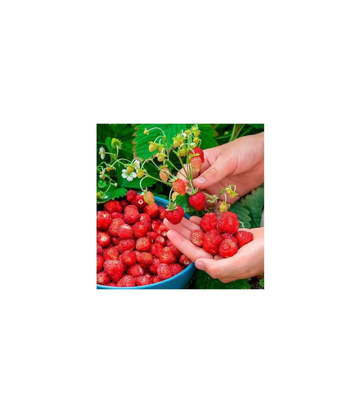 Lesné jahody Mignonette - Fragaria vesca - semená - 10 ks