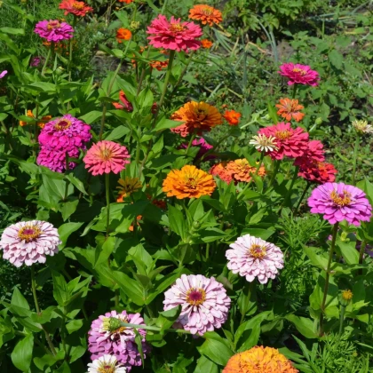 Cínia trio Bumblebee, Oklahoma a Liliput - výsevný pásik - 1 ks