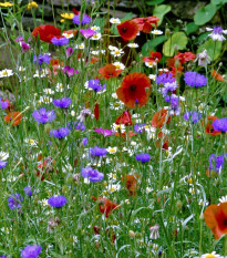 Kvetinová zmes hmyzia lúka - výsevný koberec - 15 x 150 cm - 1 ks