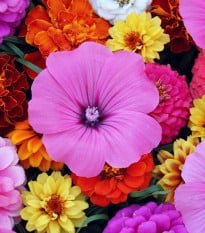 Kvety na rez trio - astra čínska, slezovec a cínia - výsevný pásik - 1 ks