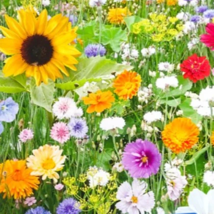 Kvetinová zmes - Bird Buffet - semená Kiepenkerl - 1 ks