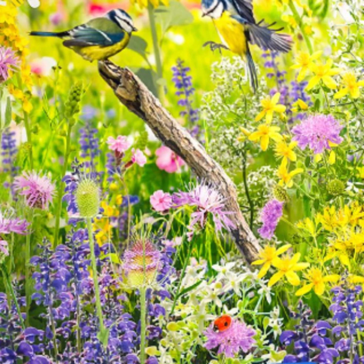 Kvetinová zmes - Divoký vtáčí raj - semená Kiepenkerl - 1 ks