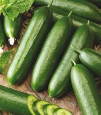 Uhorka šalátová Snack F1 - Cucumis sativus - semená uhorky - 10 ks