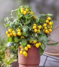 Paradajka Evita Compact F1 Yellow - Solanum lycopersicum - semená paradajky - 6 ks