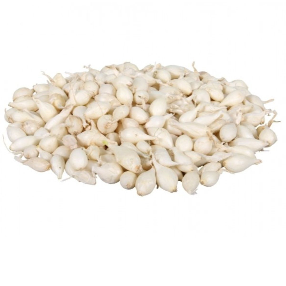 Cibuľa sadzačka Snowball - Allium cepa - cibuľky - 500 g