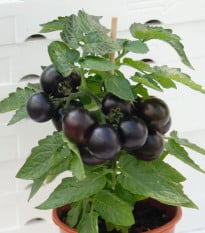 Paradajka balkónová Purpleboy F1 - Solanum lycopersicum - semená paradajky - 6 ks