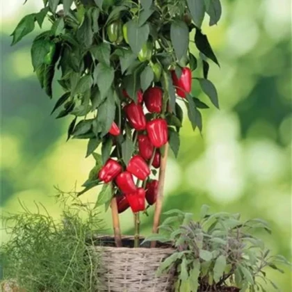 Paprika balkónová Almira Midi Red F1 - Capsicum annuum - semená papriky - 5 ks