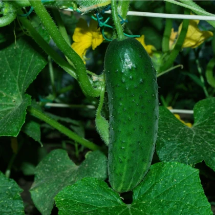 Uhorka Najada F1 - Cucumis sativus - semená uhorky - 15 ks