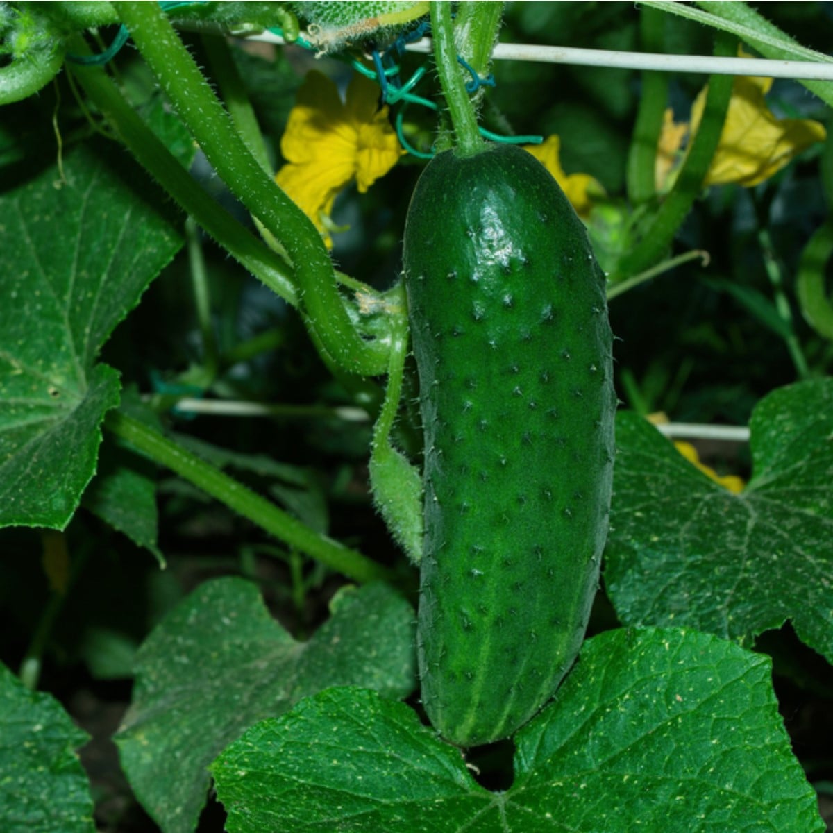Uhorka Najada F1 - Cucumis sativus - semená uhorky - 15 ks