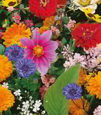 Kvetinová zmes - Pestrý letný zázrak - semená Kiepenkerl - 1 ks