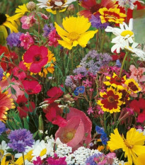 Kvetinová zmes - Americké vidiecke kvety - semená Kiepenkerl