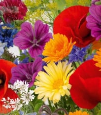 Kvetinová zmes - Rozkvitnutá prírodná lúka - semená Kiepenkerl - 1 ks