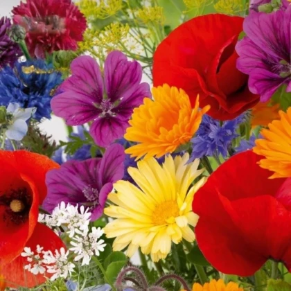 Kvetinová zmes - Rozkvitnutá prírodná lúka - semená Kiepenkerl - 1 ks