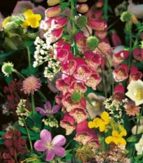 Kvetinová zmes - Kvety do tieňa - semená Kiepenkerl - 1ks