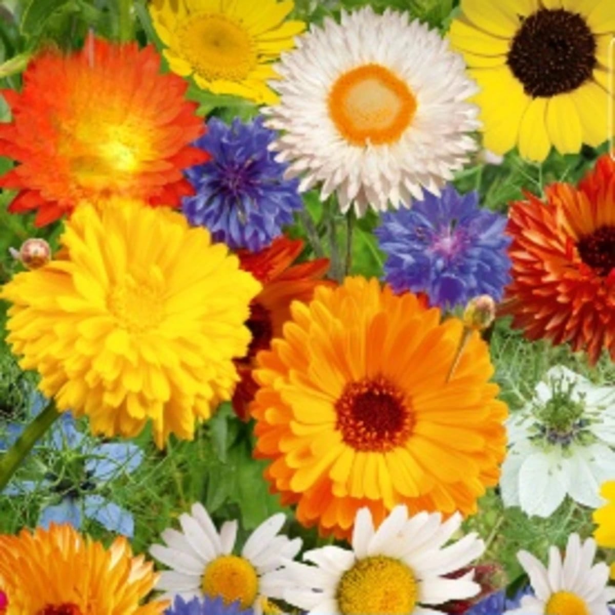 Kvetinová zmes - Divoké a záhradné kvety - semená Kiepenkerl - 1 ks