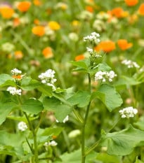 Kvetinová zmes pre optimálnu starostlivosť o vyvýšené záhony - semená Kiepenkerl - 1 ks