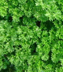 Petržlen Grandeur - PowerSaat - Petroselinum crispum - semená Kiepenkerl - 1 ks