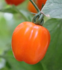Paradajka tyčková Appleberry F1 PhR oranžová - Solanum lycopersicum - semená paradajky - 7 ks