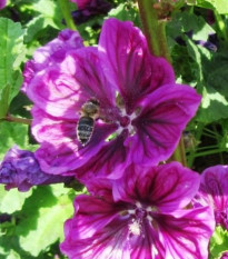 BIO Slez lesný tmavofialový - Malva sylvestris - semená slezu - 50 ks