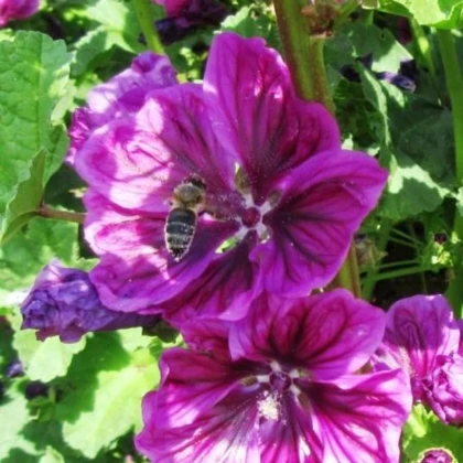 BIO Slez lesný tmavofialový - Malva sylvestris - semená slezu - 50 ks