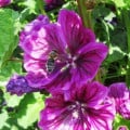 BIO Slez lesný tmavofialový - Malva sylvestris - semená slezu - 50 ks