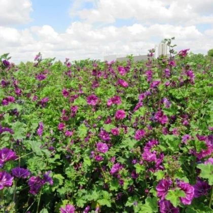 BIO Slez lesný tmavofialový - Malva sylvestris - semená slezu - 50 ks